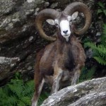 Nature et patrimoine pendant vos vacances à Les Rives du Lac du Laouzas, Tarn (Midi-Pyrénées)
